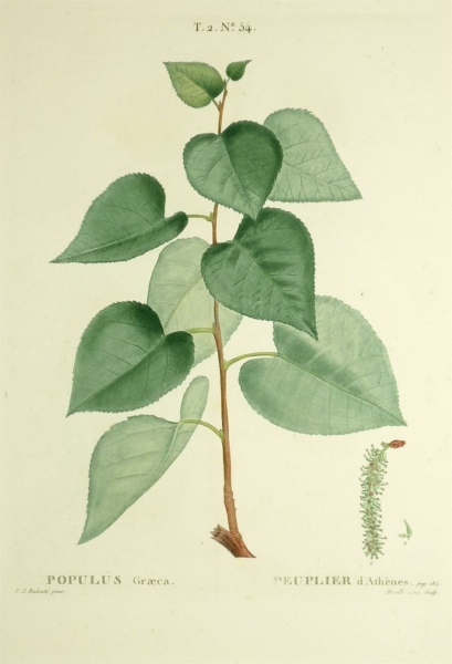 Pappel. - Populus Graeca. - Pierre-Joseph Redouté. - "Populus Graeca /Peuplier dAthènes".