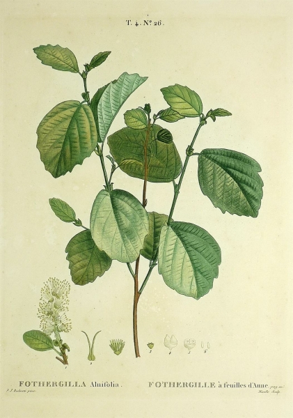 Zaubernuss - Hamamelis. - Fothergilla Alnifolia. - Pierre-Joseph Redouté. - "Fothergilla Alnifolia / Fothergille à feuilles dAnne".