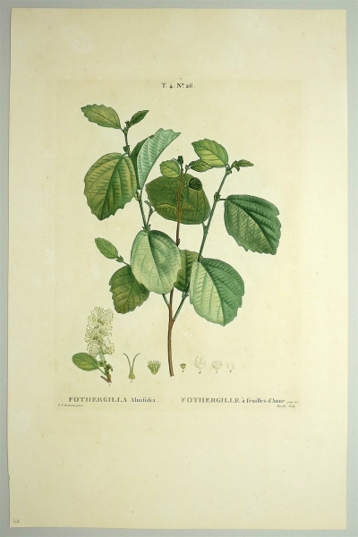 Zaubernuss - Hamamelis. - Fothergilla Alnifolia. - Pierre-Joseph Redouté. - Fothergilla Alnifolia / Fothergille à feuilles dAnne.