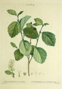 Zaubernuss - Hamamelis. - Fothergilla Alnifolia. -...