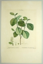 Zaubernuss - Hamamelis. - Fothergilla Alnifolia. -...