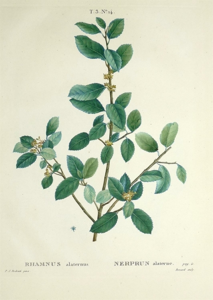 Stechpalmen-Kreuzdorn. - Rhamnus alaternus. - Pierre-Joseph Redouté. - "Rhamnus alaternus / Nerprun alaterne".