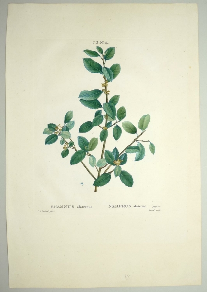 Stechpalmen-Kreuzdorn. - Rhamnus alaternus. - Pierre-Joseph Redouté. - Rhamnus alaternus / Nerprun alaterne.