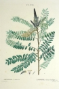 Falscher Indigo. - Amorpha fruticosa. - Pierre-Joseph Redouté. - "Amorpha fruticosa / Amorpha faux-Indigo".
