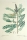 Falscher Indigo. - Amorpha fruticosa. - Pierre-Joseph Redouté. - "Amorpha fruticosa / Amorpha faux-Indigo".