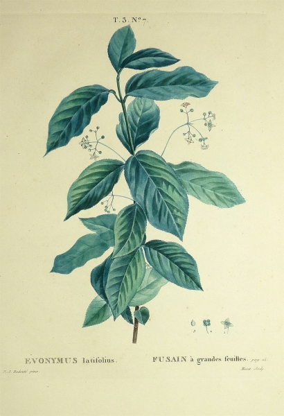 Breitblättriges Pfaffenhütchen. - Evonymus latifolius. - Pierre-Joseph Redouté. - "Evonymus latifolius / Fusain à grandes feuilles".