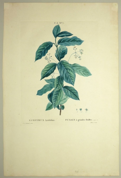 Breitblättriges Pfaffenhütchen. - Evonymus latifolius. - Pierre-Joseph Redouté. - Evonymus latifolius / Fusain à grandes feuilles.