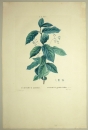 Breitblättriges Pfaffenhütchen. - Evonymus latifolius. - Pierre-Joseph Redouté. - "Evonymus latifolius / Fusain à grandes feuilles".
