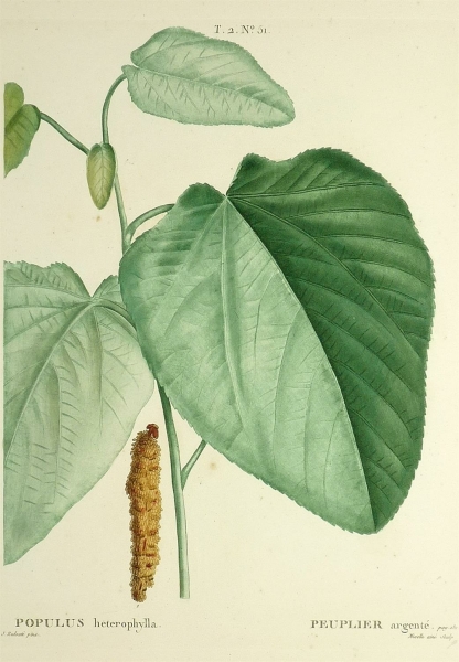 Pappel. - Populus heterophylla. - Pierre-Joseph Redouté. - Populus heterophylla / Peuplier argenté.
