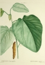 Pappel. - Populus heterophylla. - Pierre-Joseph Redouté. - "Populus heterophylla / Peuplier argenté".
