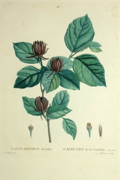 Echter Gewürzstrauch. - Calycanthus floridus. - Pierre-Joseph Redouté. - Calycanthus floridus / Calycant de la Caroline.