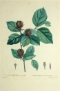 Echter Gewürzstrauch. - Calycanthus floridus. - Pierre-Joseph Redouté. - "Calycanthus floridus / Calycant de la Caroline".