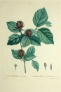 Echter Gewürzstrauch. - Calycanthus floridus. -...