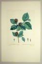 Echter Gewürzstrauch. - Calycanthus floridus. - Pierre-Joseph Redouté. - "Calycanthus floridus / Calycant de la Caroline".