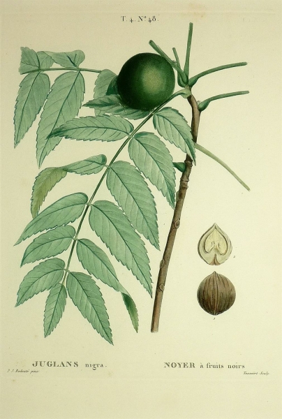 Schwarznussbaum. - Juglans nigra. - Pierre-Joseph Redouté. - Juglans nigra / Noyer à fruit noirs.