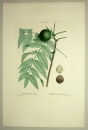 Schwarznussbaum. - Juglans nigra. - Pierre-Joseph Redouté. - "Juglans nigra / Noyer à fruit noirs".