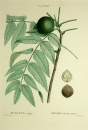 Schwarznussbaum. - Juglans nigra. - Pierre-Joseph Redouté. - "Juglans nigra / Noyer à fruit noirs".