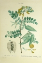 Gelber Blasenstrauch. - Colutea arborescens. -...