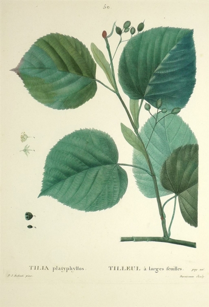 Sommerlinde. - Tilia platyphyllos. - Pierre-Joseph Redouté. - Tilia platyphyllos / Tilleul à larges feuilles.