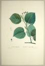 Sommerlinde. - Tilia platyphyllos. - Pierre-Joseph Redouté. - "Tilia platyphyllos / Tilleul à larges feuilles".