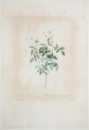 Rose. - Rosa Indica acuminata. - Pierre-Joseph Redouté. - "Rosa Indica acuminata / Rosier des Indes à pétales pointus".