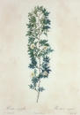 Rose. - Rosa aciphylla. - Pierre-Joseph Redouté. - "Rosa aciphylla / Rosier cuspidé".