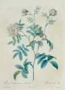 Rose. - Rosa Cinnamomea Maialis. - Pierre-Joseph Redouté. - "Rosa Cinnamomea Maialis / Rosier de Mai".