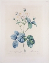 Rose. - Rosa Centifolia Caryophyllea. - Pierre-Joseph Redouté. - "Rosa Centifolia Caryophyllea / Rosier Oeuillet".