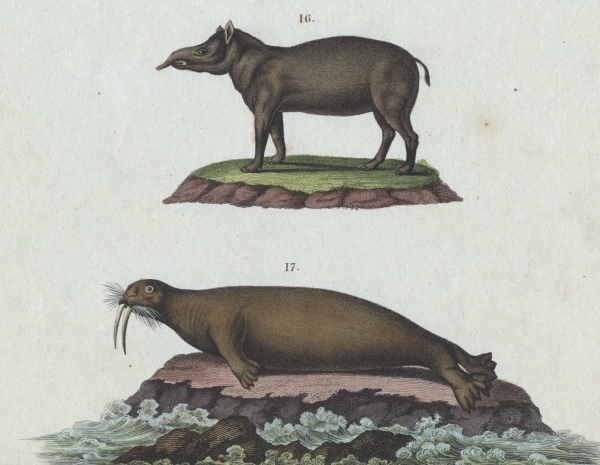 Tapir & Wallross. - Säugetiere. - Säugethiere: Der Tapir,...