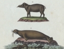 Tapir & Wallross. - Säugetiere. - "Säugethiere: Der Tapir, Das arktische Wallroß".