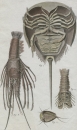 Fische und Fischfang. - Krabben. - Martinet, François-Nicolas. - "Histoire Naturelle.  Fig.1. Crabe des Moluques. Fig. 2. Crabe deau douce. Fig. 3. Ecrevisse de mer. Fig.4. Ecrevisse-Crabe".