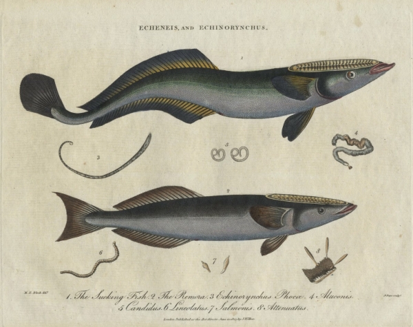 Fische und Fischfang. - "Echeneis, and Echinorynchus".