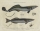 Fische und Fischfang. - "Echeneis, and Echinorynchus".