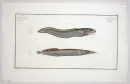 Fische und Fischfang. - "Ophidium Aculeatum /...