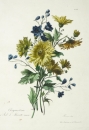 Chrysanthemen. - Gottfried Engelmann. - "Chrysanthème et Pied dAlouette vivace".