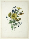 Chrysanthemen. - Gottfried Engelmann. -...