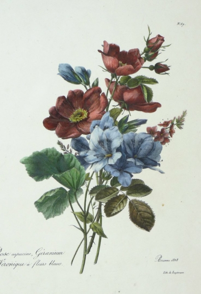 Rose. - Gottfried Engelmann. - "Rose capucine, Géranium et Veronique à fleurs bleues".