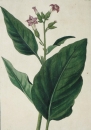 Tabak (Nicotiana). - "Nicotiana major latifolia. C....