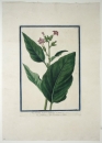 Tabak (Nicotiana). - "Nicotiana major latifolia. C. B. Pin. 169 - T. 117. Tal. Tabacco. - Gall. Nicotine ou Tabac".