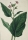 Tabak (Nicotiana). - "Nicotiana major latifolia. C. B. Pin. 169 - T. 117. Tal. Tabacco. - Gall. Nicotine ou Tabac".