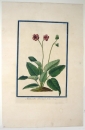 Primel. - "Malacoides Betonicae folio. T. 98".