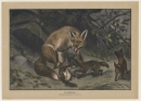 Fuchs (Vulpini). - Wildtiere. - "Die Fuchsfamilie".