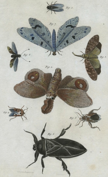 Schmetterlinge (Lepidoptera). - Insekten. - "Histoire Naturelle, Insectes".