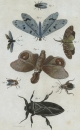 Schmetterlinge (Lepidoptera). - Insekten. -...