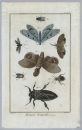 Schmetterlinge (Lepidoptera). - Insekten. - "Histoire Naturelle, Insectes".
