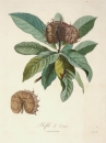 Mispel (Mespilus germanica). - Ansicht. - "Nèfle de Correa".
