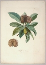 Mispel (Mespilus germanica). - Ansicht. - "Nèfle de Correa".