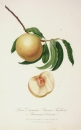 Pfirsich (Prunus persica). - Ansicht. - "Pesca Duracina Bianca Tardiva o Biancona di Verona".