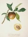 Pfirsich (Prunus persica). - Ansicht. - "Pesca Duracina Spiccacciola o Spicacciola gialle rossa tardiva".