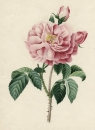 Zeichner des 19. Jahrhunderts. - "Rose".